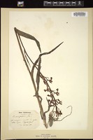 Thumbnail for <i>Orchis laxiflora</i> <i></i> …