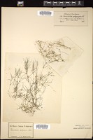 Thumbnail for <i>Zannichellia polycarpa</i> <i></i> …
