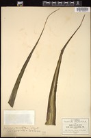 Thumbnail for <i>Agave yuccifolia</i> <i></i> …