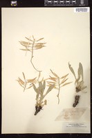 Thumbnail for <i>Cheiranthus menziesii</i> <i></i> …