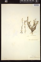 Thumbnail for <i>Eritrichium californicum</i> <i></i> …