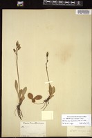 Thumbnail for <i>Crepis ambigua</i> <i></i> …