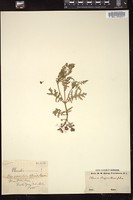 Thumbnail for <i>Ellisia chrysanthemifolia</i> <i></i> …