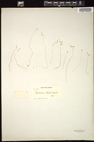 Thumbnail for <i>Ptychomeria tenella</i> <i></i> …