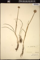 Thumbnail for <i>Allium strictum</i> <i></i> …