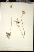 Thumbnail for <i>Antennaria dioica</i> <i></i> …