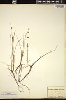 Thumbnail for <i>Carex laxa</i> <i></i> …