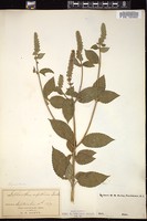 Thumbnail for <i>Lophanthus nepetoides</i> <i></i> …