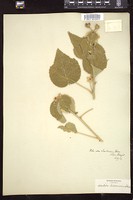 Thumbnail for <i>Abutilon holosericeum</i> <i></i> …