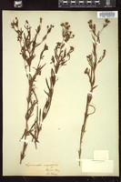 Thumbnail for <i>Lysimachia angustifolia</i> <i></i> …