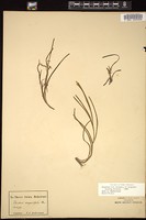 Thumbnail for <i>Zostera angustifolia</i> <i></i> …