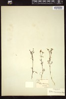 Thumbnail for <i>Ellisia membranacea</i> <i></i> …