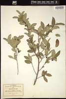 Thumbnail for <i>Annona globiflora</i> <i></i> …