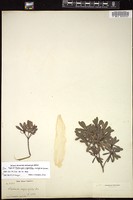 Thumbnail for <i>Daphnopsis angustifolia</i> <i></i> …