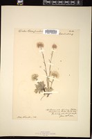 Thumbnail for <i>Antennaria dioica</i> <i></i> …