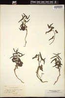 Thumbnail for <i>Aristolochia hirta</i> <i></i> …