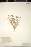 Thumbnail for <i>Blennosperma californicum</i> <i></i> …