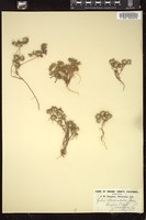 Thumbnail for <i>Gilia divaricata</i> <i></i> …