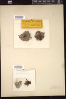 Thumbnail for <i>Eritrichium aretioides</i> <i></i> …