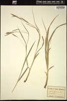 Thumbnail for <i>Carex sylvatica</i> <i></i> …