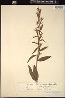 Thumbnail for <i>Cephalanthera grandiflora</i> <i></i> …