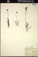 Thumbnail for <i>Platanthera bulbinella</i> <i></i> …