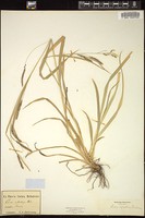 Thumbnail for <i>Carex sylvatica</i> <i></i> …