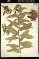 Thumbnail for <i>Acerates paniculata</i> <i></i> …