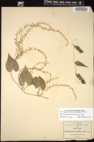 Thumbnail for <i>Dioscorea plumifera</i> <i></i> …