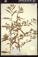 Thumbnail for <i>Ludwigia cylindrica</i> <i></i> …