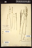 Thumbnail for <i>Bartonia tenella</i> <i></i> …