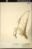 Thumbnail for <i>Carex sempervirens</i> <i></i> …