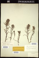 Thumbnail for <i>Castilleja breviflora</i> <i></i> …