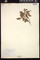 Thumbnail for <i>Eugenia dichotoma</i> <i></i> …