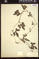 Thumbnail for <i>Cayaponia quinqueloba</i> <i></i> …