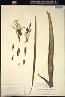 Thumbnail for <i>Agave sessiliflora</i> <i></i> …