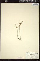 Thumbnail for <i>Gilia androsacea</i> <i></i> …