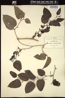 Thumbnail for <i>Smilax cordifolia</i> <i></i> …