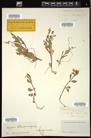 Thumbnail for <i>Claytonia chamissonis</i> <i></i> …