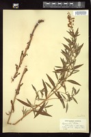 Thumbnail for <i>Lysimachia stricta</i> <i></i> …