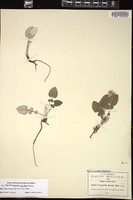 Thumbnail for <i>Chaptalia lyratifolia</i> <i></i> …