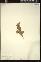 Thumbnail for <i>Bumelia parvifolia</i> <i></i> …