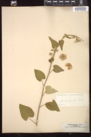 Thumbnail for <i>Abutilon pedunculare</i> <i></i> …