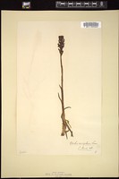 Thumbnail for <i>Orchis coriophora</i> <i></i> …