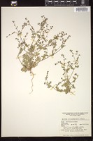 Thumbnail for <i>Ellisia micrantha</i> <i></i> …