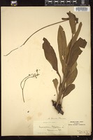 Thumbnail for <i>Cynoglossum virginicum</i> <i></i> …