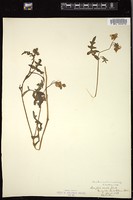 Thumbnail for <i>Nemophila aurita</i> <i></i> …