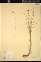 Thumbnail for <i>Carex montana</i> <i></i> …