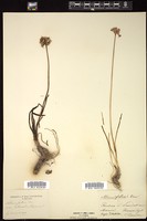 Thumbnail for <i>Allium fallax</i> <i></i> …