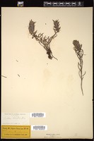 Thumbnail for <i>Castilleja breviflora</i> <i></i> …